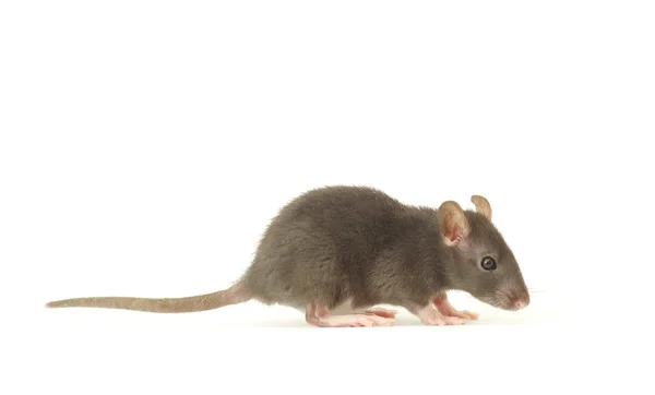 Смешная крыса — стоковое фото