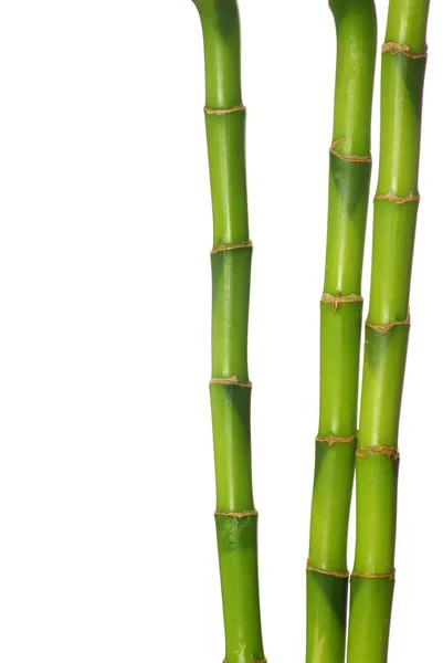 Yeşil Bambu — Stok fotoğraf