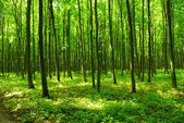 Zöld erdő