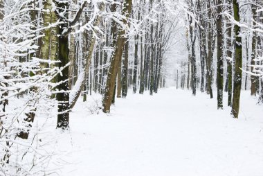 güzel kış orman ve yol