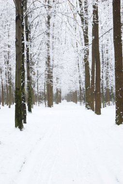 güzel kış orman ve yol