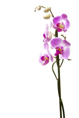 Beyaz arkaplanda izole edilmiş pembe orkide
