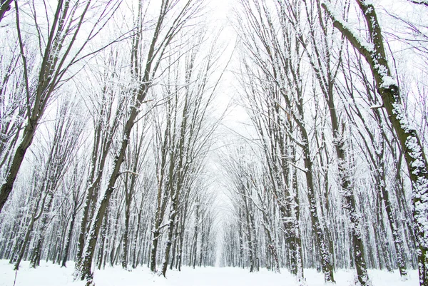 Mooie Winter Forest Weg — Stockfoto