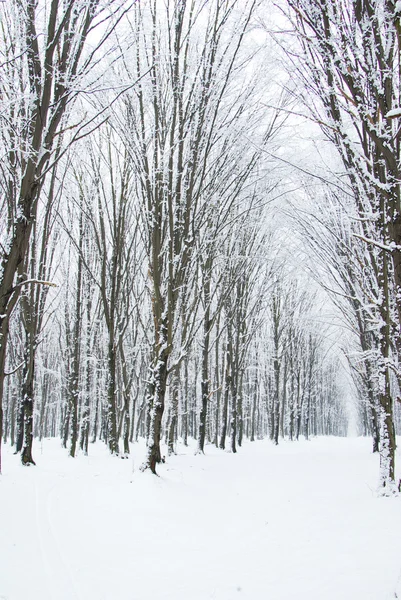 Vackra Vinter Skogen Och Vägen — Stockfoto