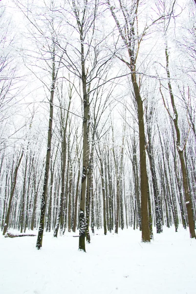 Hermoso Bosque Invierno Camino — Foto de Stock
