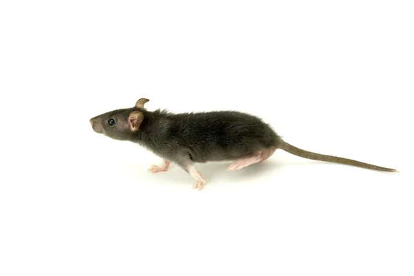 Śmieszne szczura — Zdjęcie stockowe