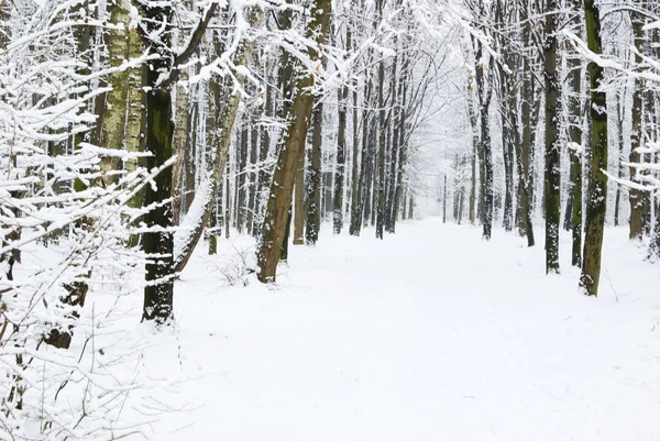 Güzel Kış Orman Yol — Stok fotoğraf