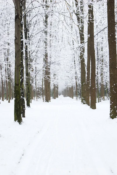 Hermoso Bosque Invierno Camino —  Fotos de Stock