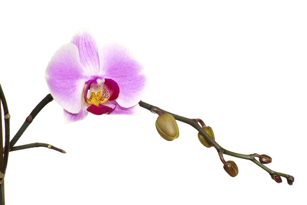 Orquídea Rosa Aislada Sobre Fondo Blanco —  Fotos de Stock