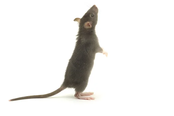 Lustige Ratte Isoliert Auf Weißem Hintergrund — Stockfoto