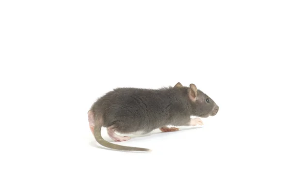 Funny Rat Isolated White Background — Stock Photo, Image