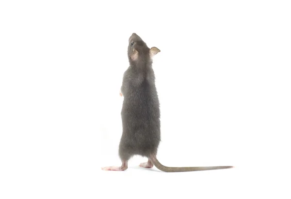 Legrační krysa — Stock fotografie
