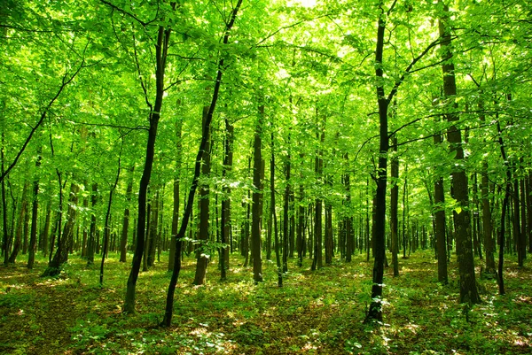 Frühe Morgensonne Grünen Wald — Stockfoto