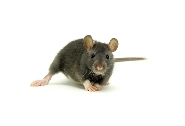 白い背景に隔離された面白いネズミ — ストック写真