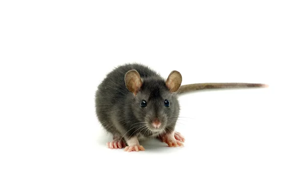 白い背景に隔離された面白いネズミ — ストック写真
