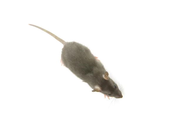 Lustige Ratte — Stockfoto