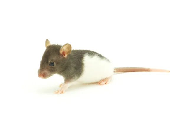 Śmieszne Szczury Izolowane Białym Tle — Zdjęcie stockowe