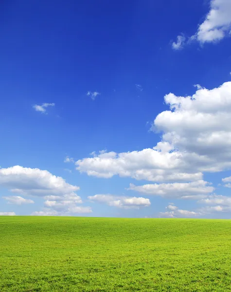 Field Background Blue Sky — Stock Photo, Image