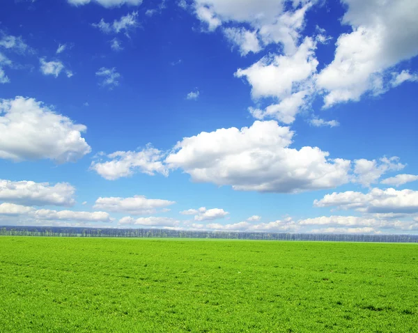 Field Background Blue Sky — Stock Photo, Image