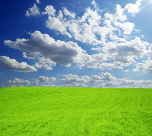 Feld Auf Einem Hintergrund Des Blauen Himmels — Stockfoto