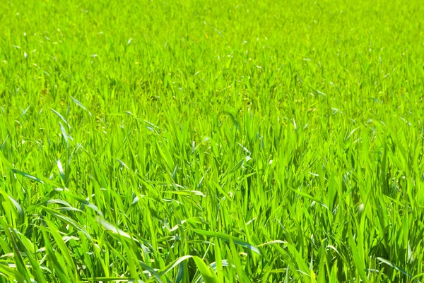 Textura de hierba — Foto de Stock
