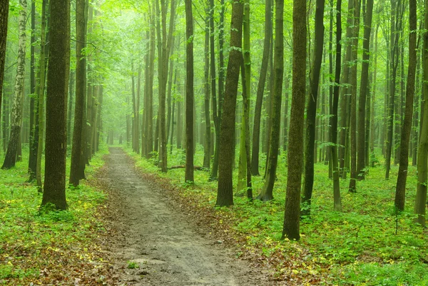 Egy Ösvény Van Zöld Erdőben — Stock Fotó