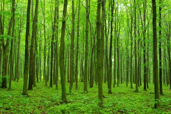 Tidig Morgonsol Den Gröna Skogen — Stockfoto
