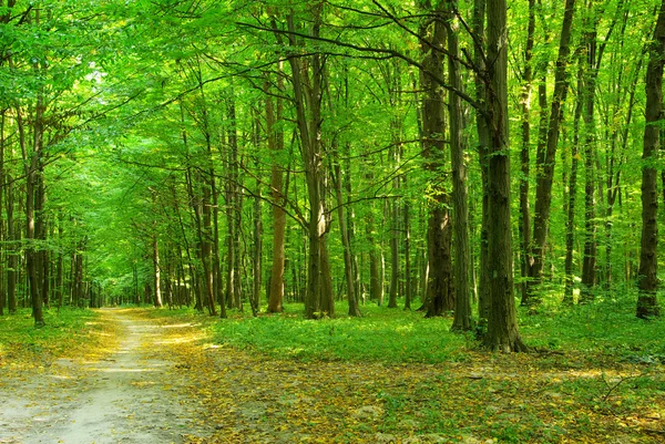 Forest — Stock Photo © Pakhnyushchyy #19091863