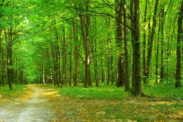 Chemin Est Dans Forêt Verte — Photo