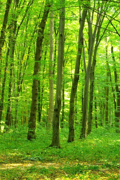 Egy Ösvény Van Zöld Erdőben — Stock Fotó
