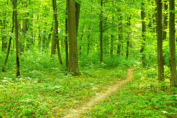 Caminho Está Floresta Verde — Fotografia de Stock