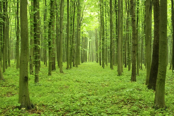 Floresta Verde Fundo Dia Ensolarado — Fotografia de Stock