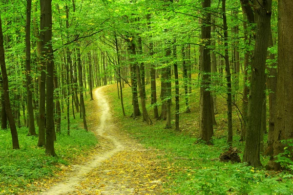 Chemin Est Dans Forêt Verte — Photo
