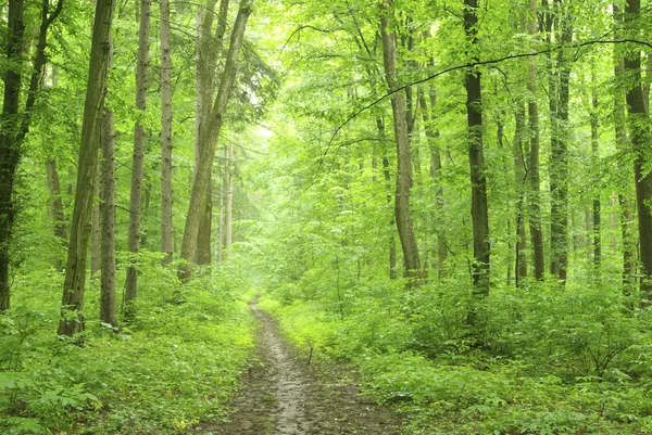 stock image A path is in the green forest