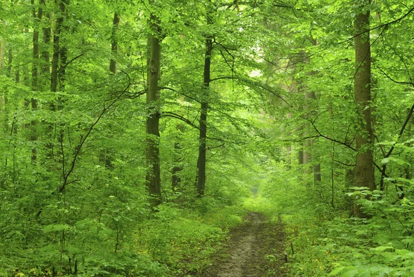 Тропинка Зеленом Лесу — стоковое фото
