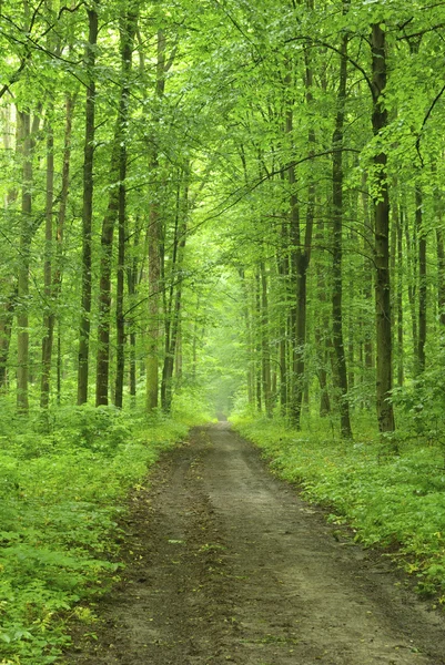 一条小路在绿林中 — 图库照片