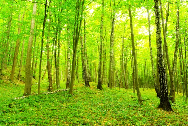 Grüner Waldhintergrund Einem Sonnigen Tag — Stockfoto