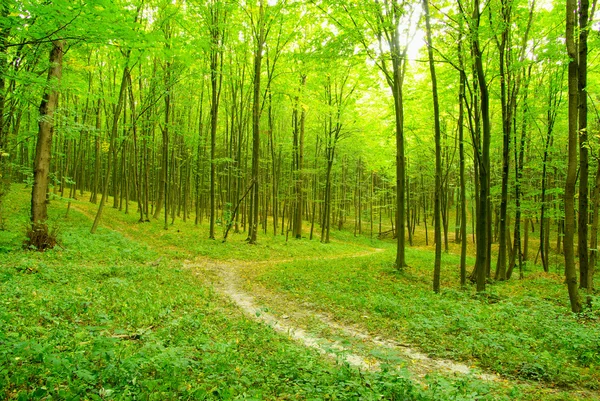 Ein Pfad Liegt Grünen Wald — Stockfoto