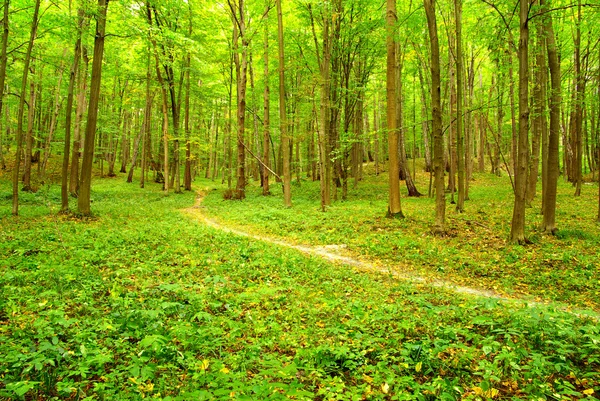 Path Green Forest — Stock Photo, Image
