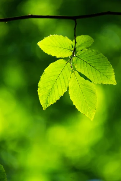 Πράσινο Φύλλα Φόντο Στην Ηλιόλουστη Μέρα — Φωτογραφία Αρχείου