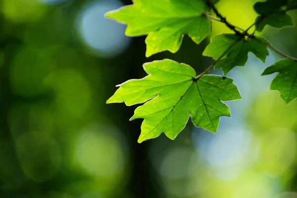 Zelené listy — Stock fotografie