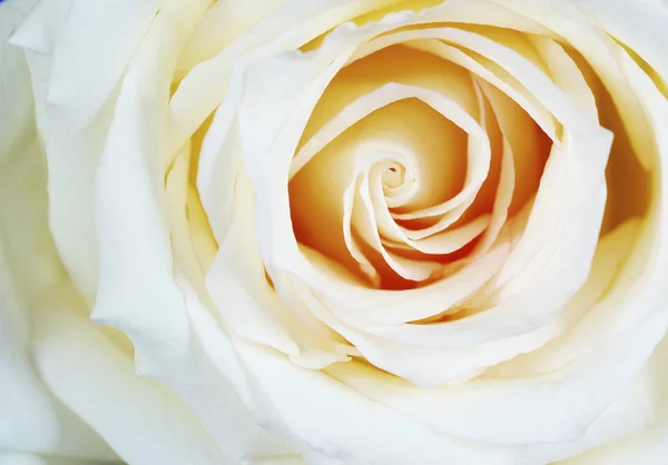 一朵白玫瑰的特写 — 图库照片