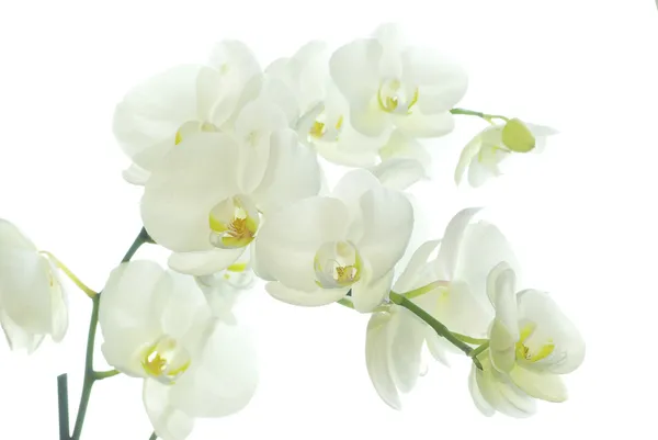 Witte Orchidee Geïsoleerd Witte Achtergrond — Stockfoto