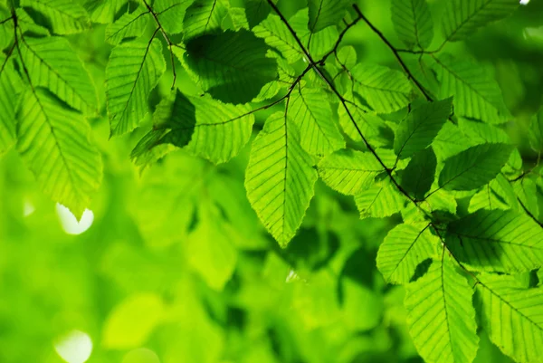 Green leaves — Stock Photo, Image