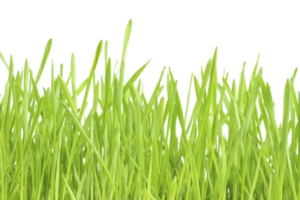 绿色的草坪上白色背景孤立 — 图库照片