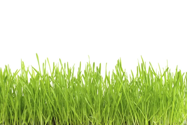 緑の芝生の白い背景で隔離 — ストック写真