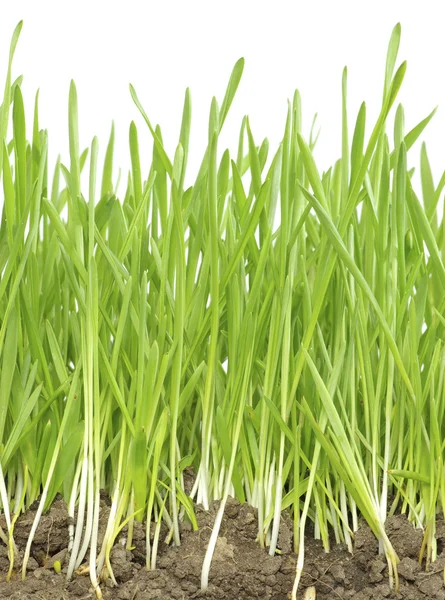 Green lawn — Stock Photo, Image