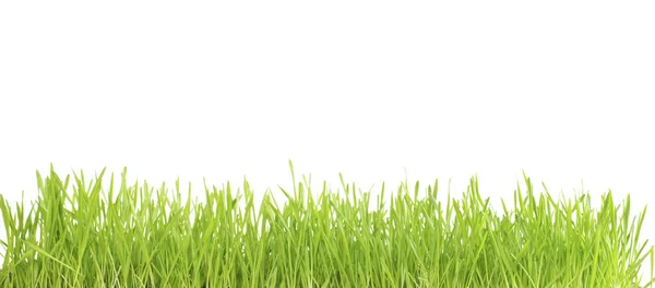 绿色草坪 — 图库照片