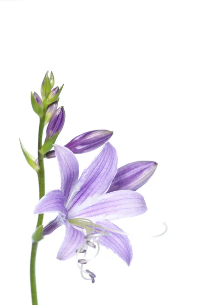 Lovely purple flowers — Stock Photo, Image