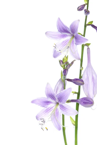 Piękny, fioletowy — Zdjęcie stockowe